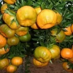 Muda de Ponkan Enxertada para seu quintal