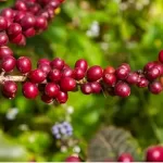 Muda de café Mundo Novo: tradição e produtividade