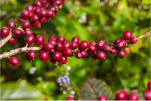 muda de café mundo novo